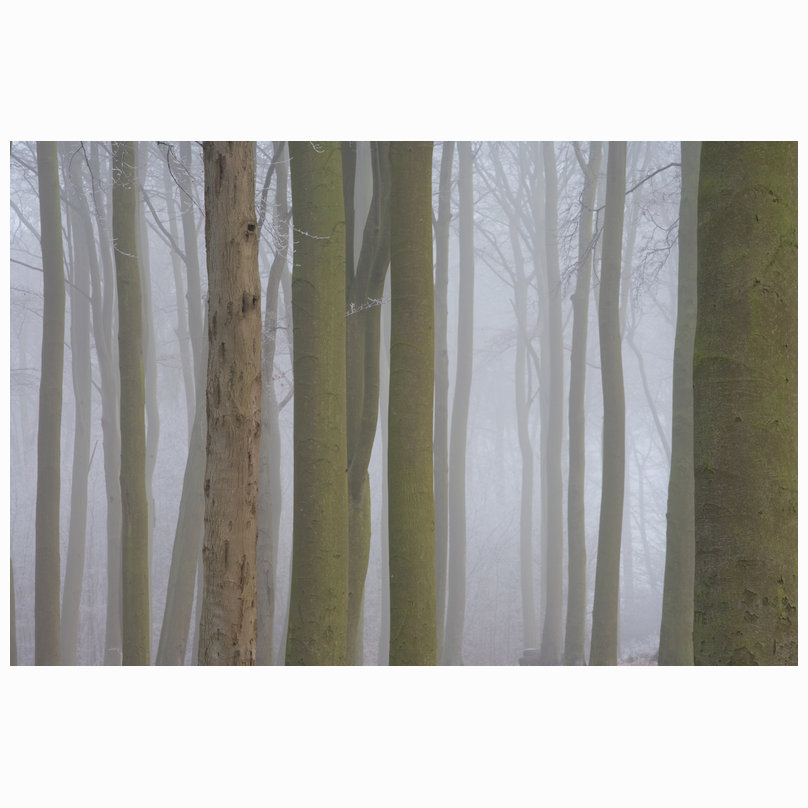 Beechwoods - frosty trees